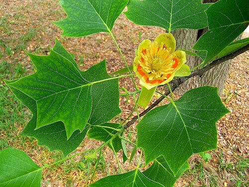 Tulip Tree